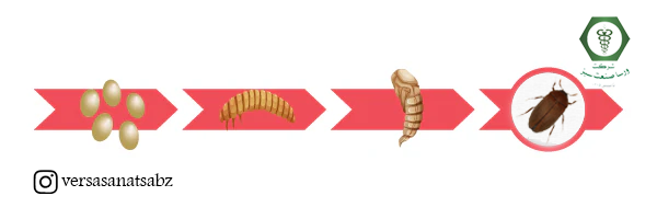 چرخه زندگی سوسک فرش قهوه ای، Attagenus smirnovi life cycle + عکس